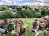Wildpoldsried1